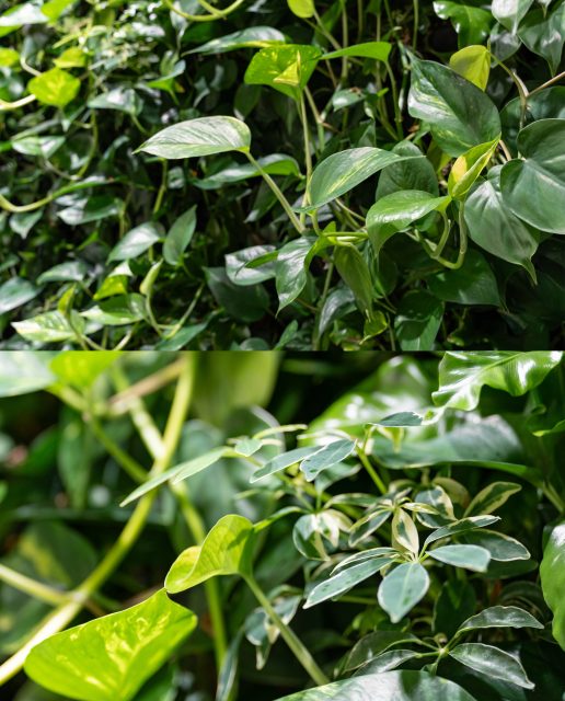 #Architekturfotografie für #Mobilane 📸 Einblick in ein Shooting rund um innovative #Fassadenbegrünung für innen und außen. 🌿#sonyalpha #jnphotografics