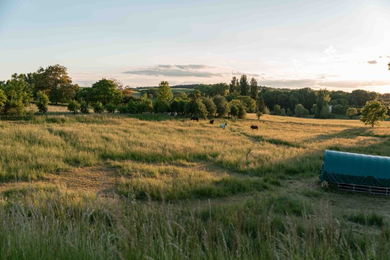 Pferde auf großer Weide – professionelle Pferdefotografie für Reitstall und Pferdehof