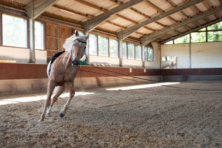 Pferd bei Handarbeit rennt im Kreis – dynamische Pferdefotografie für Reitstall