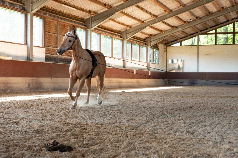 Pferd bei Handarbeit in Reithalle – professionelle Pferdefotografie für Pferdehof