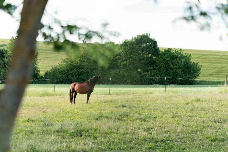 Pferd auf der Weide – professionelle Pferdefotografie für Reitstall und Pferdehof