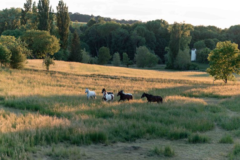 Pferde auf der Weide – professionelle Pferdefotografie für Reitstall und Pferdehof