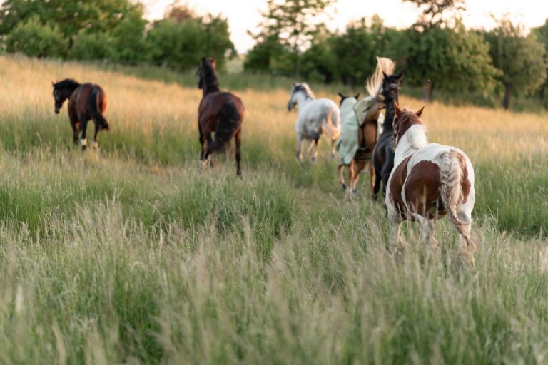 Pferde auf großer Weide – professionelle Pferdefotografie für Reitstall und Pferdehof