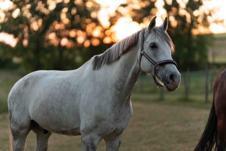 Pferde auf der Koppel – professionelle Pferdefotografie für Reitstall und Pferdehof